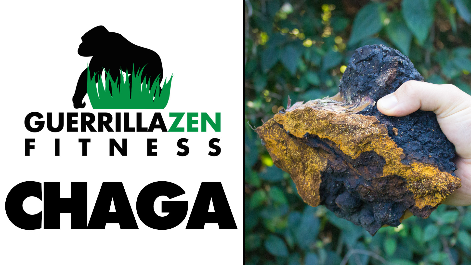 Benefits of Chaga & How to Make Tea With It